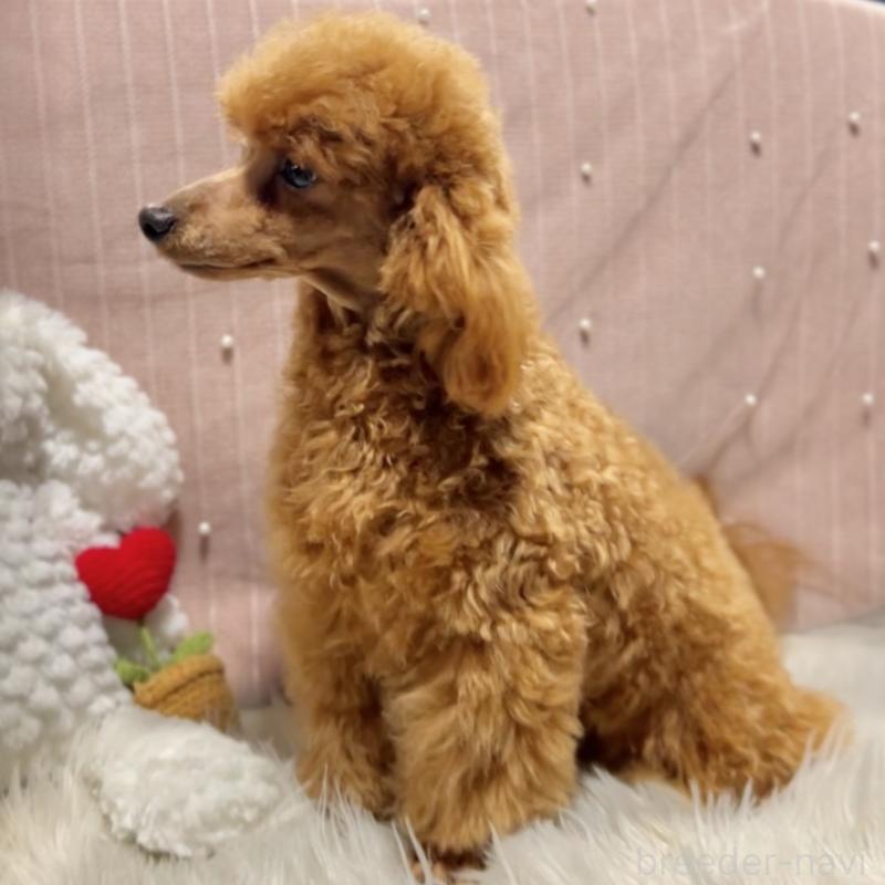 成約済の栃木県のトイプードル-415723の5枚目