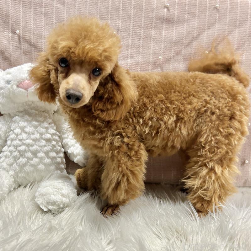 成約済の栃木県のトイプードル-415723の3枚目