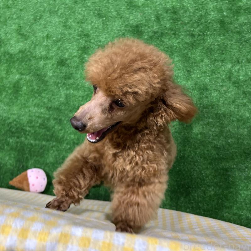 成約済の栃木県のトイプードル-415723の2枚目