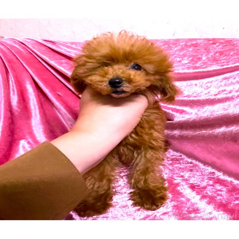 成約済の大阪府のティーカッププードル-417778の1枚目