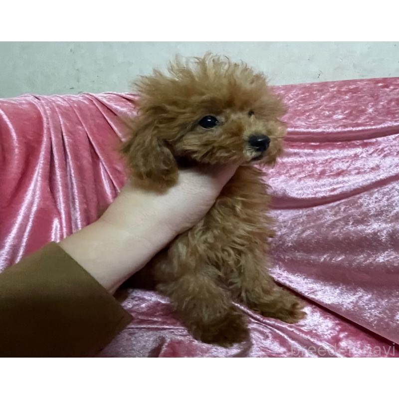 成約済の大阪府のティーカッププードル-417778の4枚目