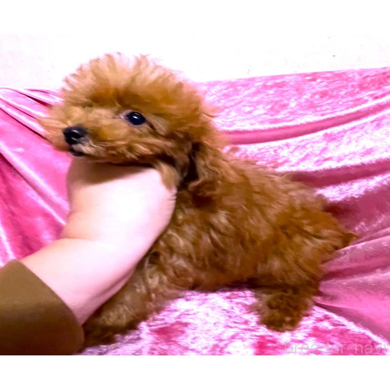 成約済の大阪府のティーカッププードル-417778の3枚目