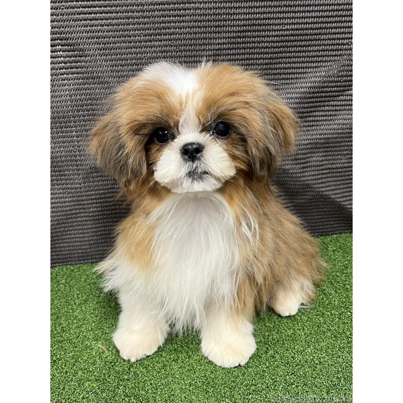 販売中の熊本県のシーズー-427367の1枚目