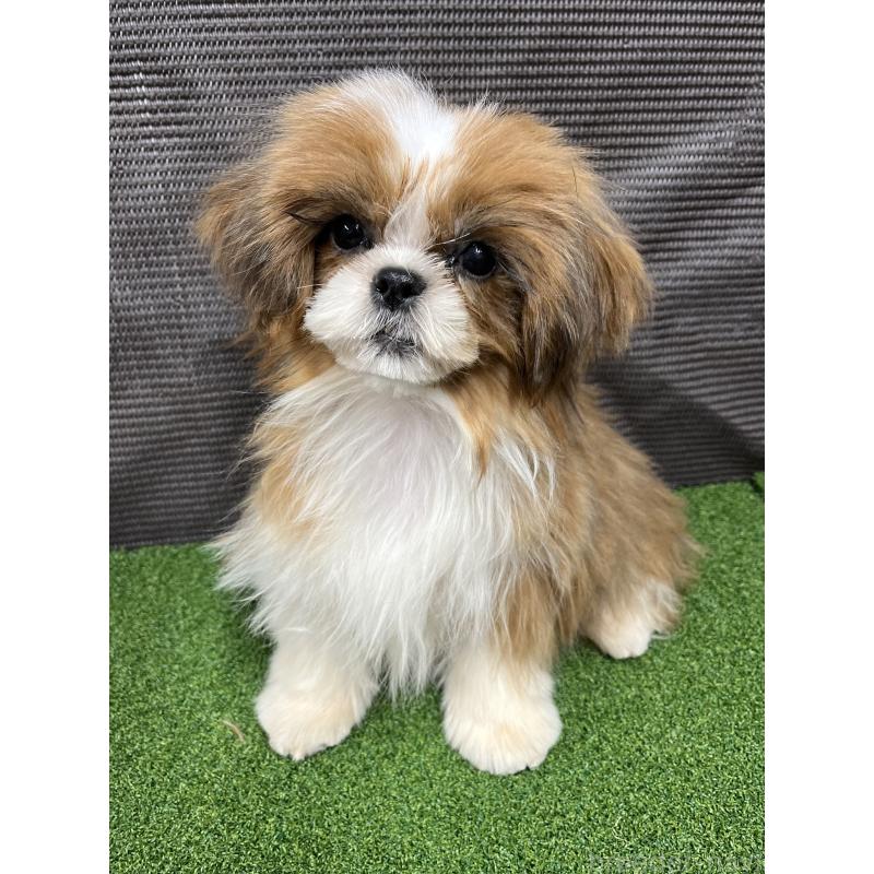 販売中の熊本県のシーズー-427367の4枚目