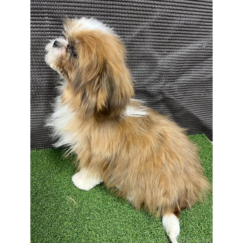 販売中の熊本県のシーズー-427367の3枚目