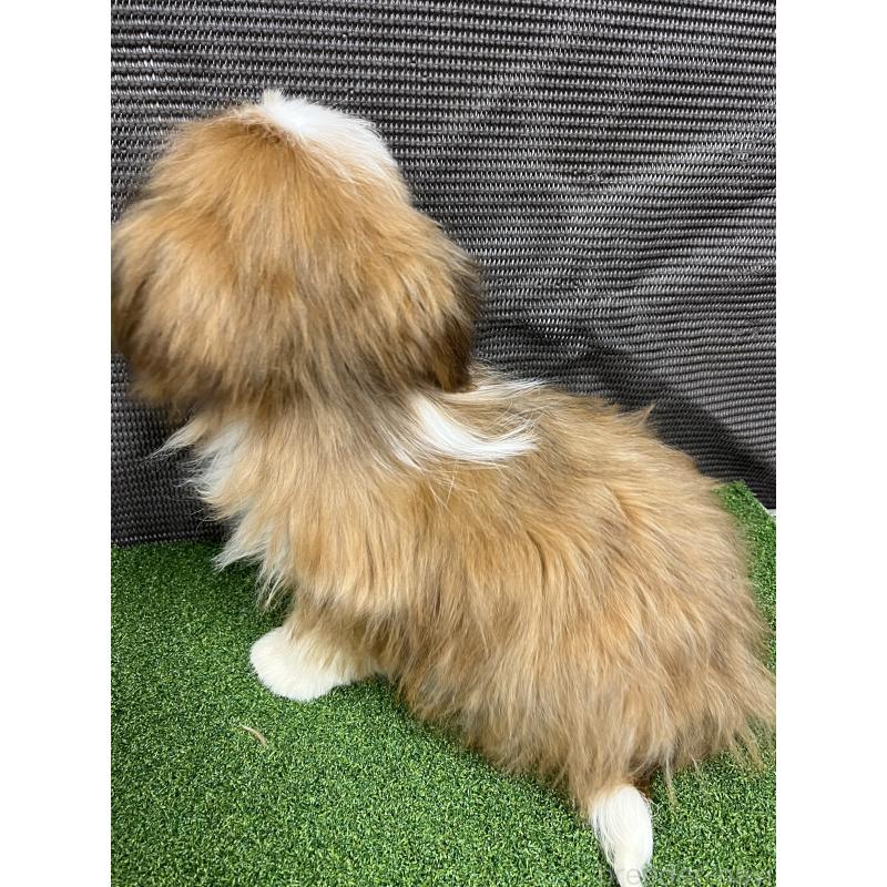 販売中の熊本県のシーズー-427367の2枚目