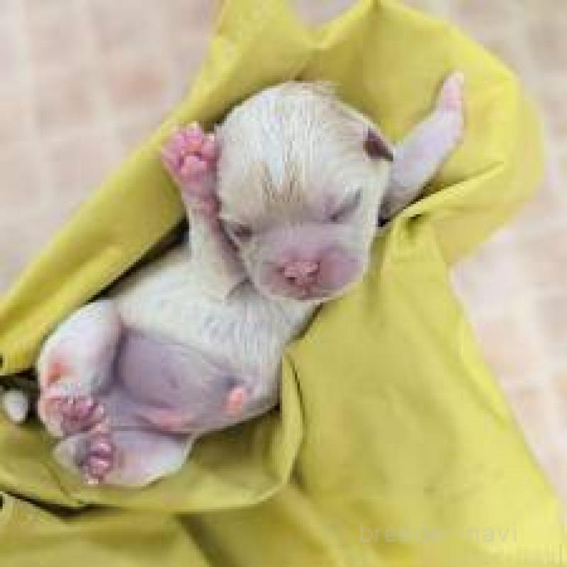 販売中の宮崎県のミックス犬-427368の7枚目