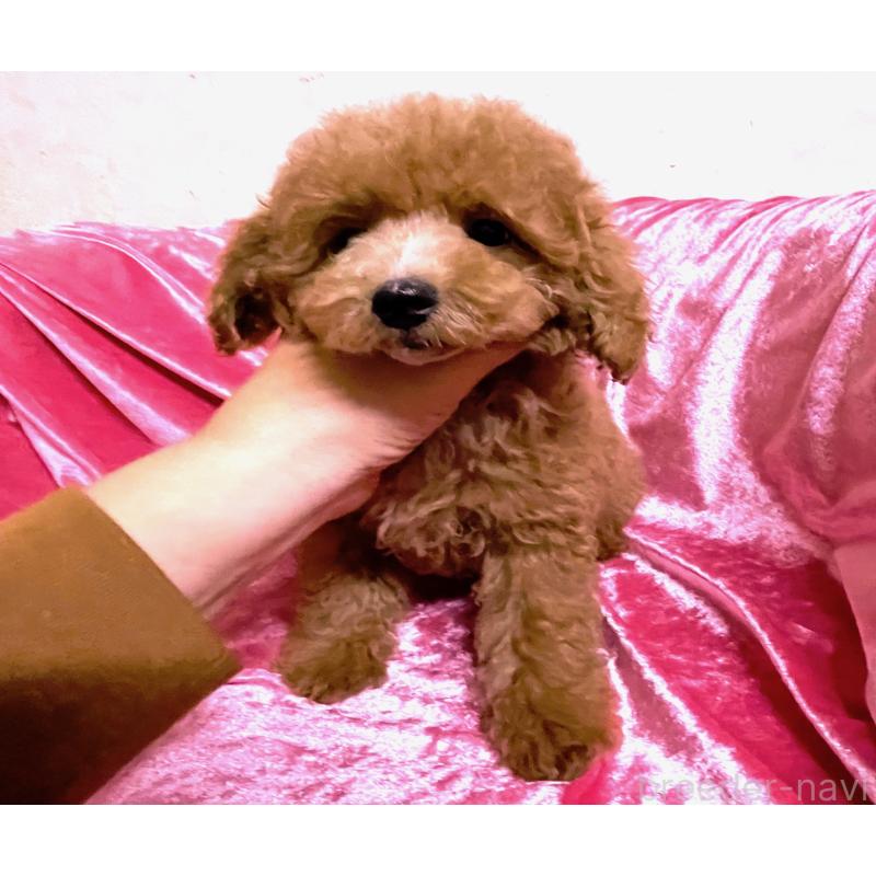 販売中の大阪府のタイニープードル-420258