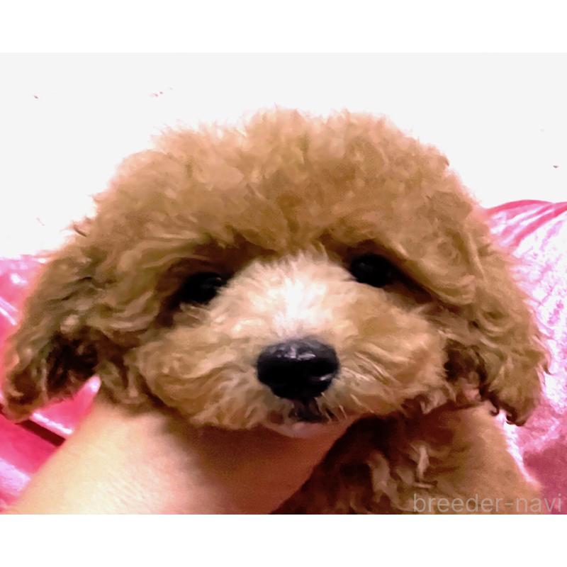 販売中の大阪府のタイニープードル-420258の5枚目