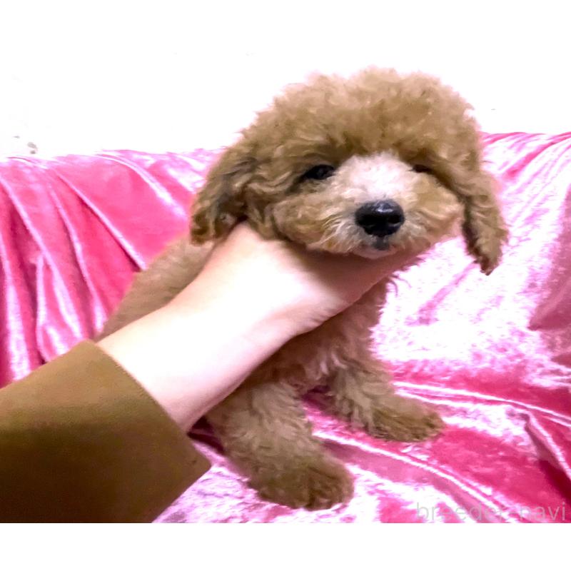 販売中の大阪府のタイニープードル-420258の4枚目