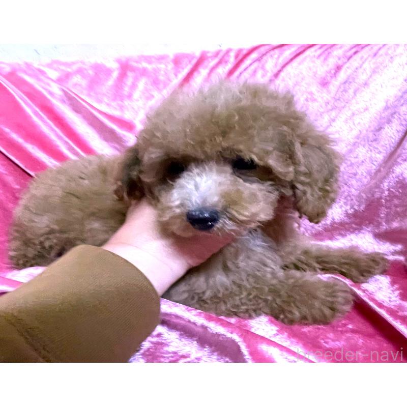 販売中の大阪府のタイニープードル-420258の2枚目