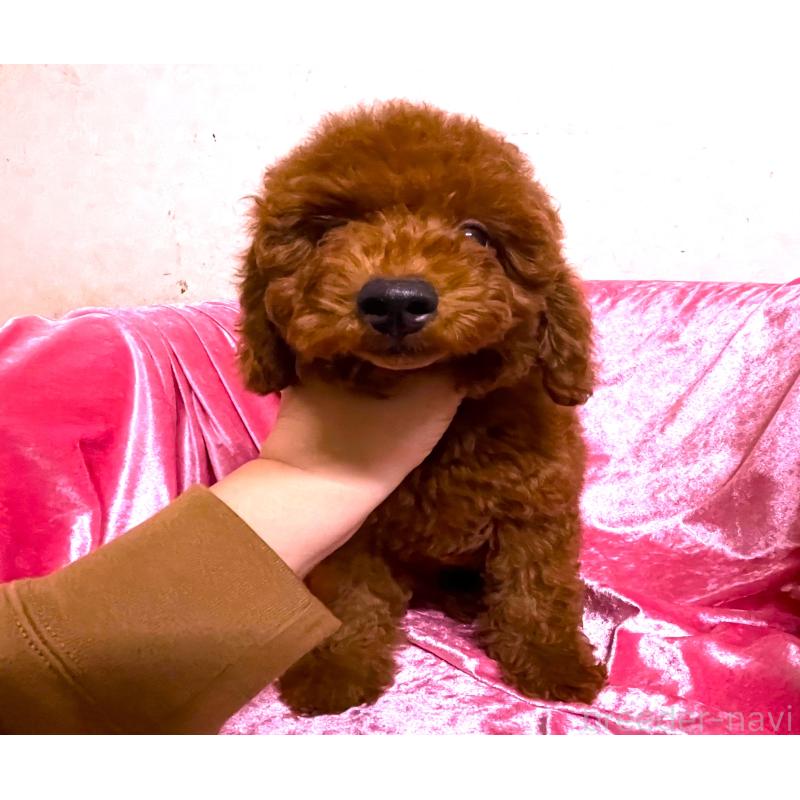 販売中の大阪府のトイプードル-420261