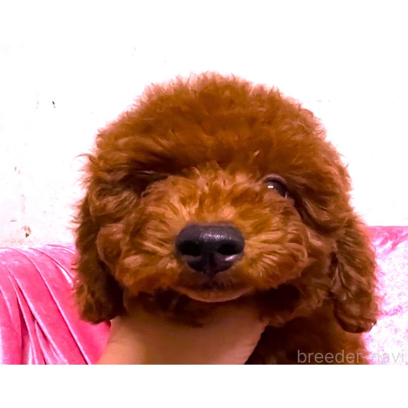 販売中の大阪府のトイプードル-420261の5枚目