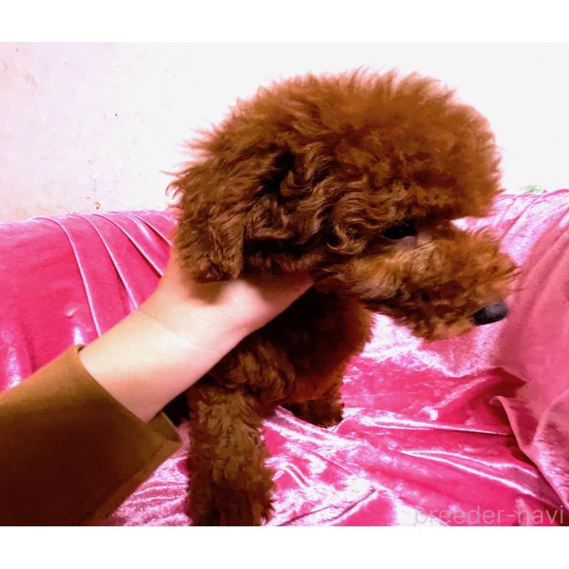 販売中の大阪府のトイプードル-420261の4枚目