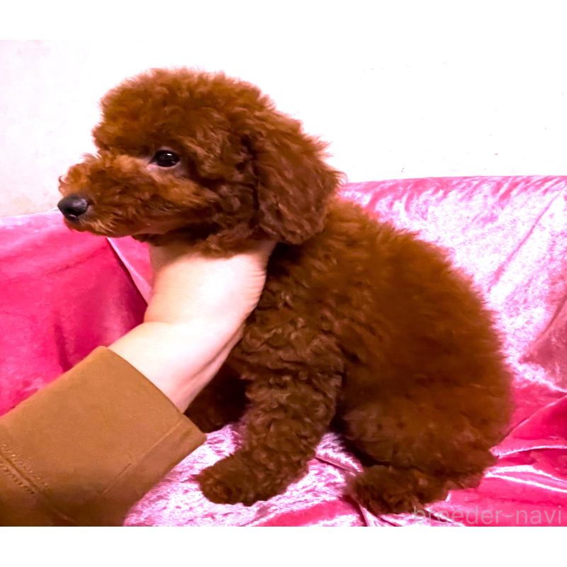 販売中の大阪府のトイプードル-420261の3枚目