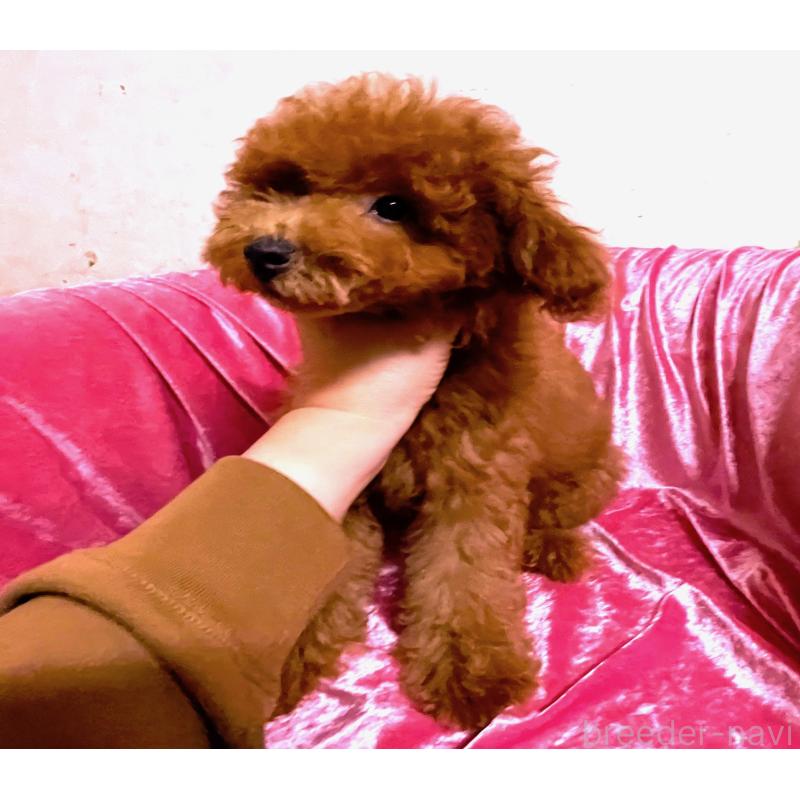 販売中の大阪府のトイプードル-415112