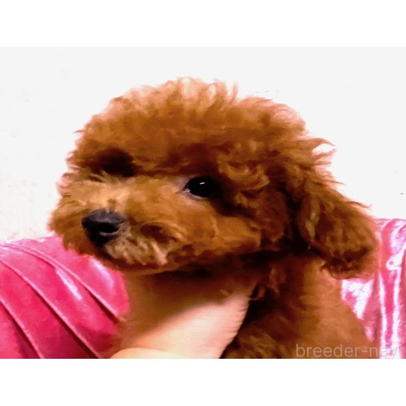 販売中の大阪府のトイプードル-415112の5枚目