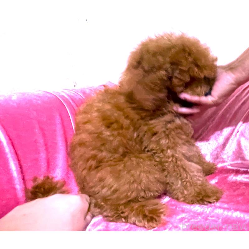 販売中の大阪府のトイプードル-415112の4枚目