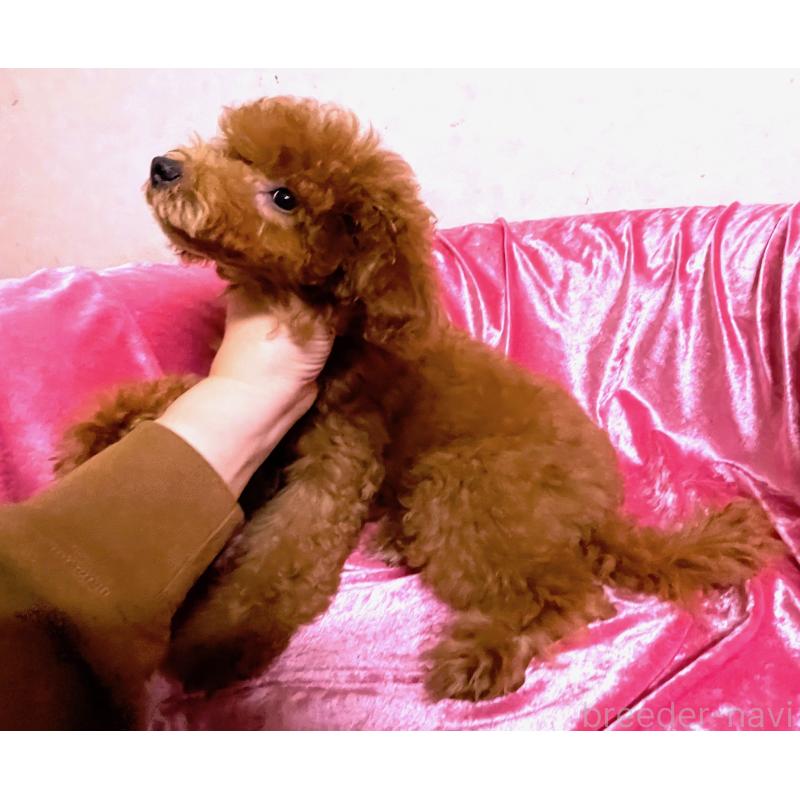 販売中の大阪府のトイプードル-415112の3枚目