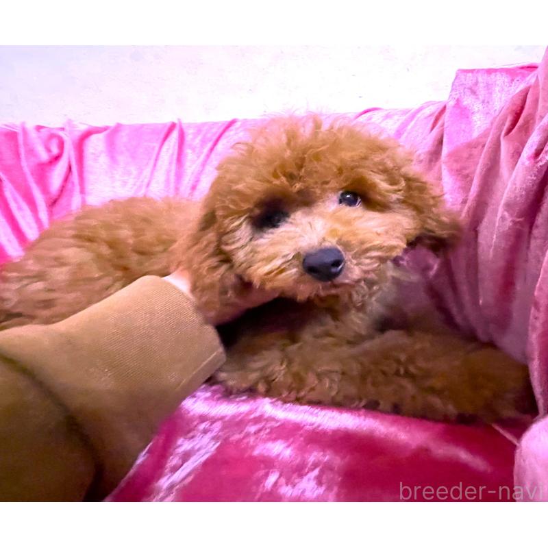 販売中の大阪府のトイプードル-415112の2枚目