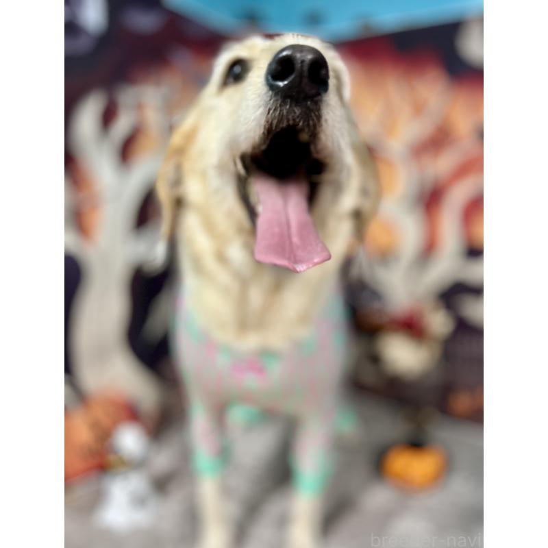 わらびちゃん1枚目