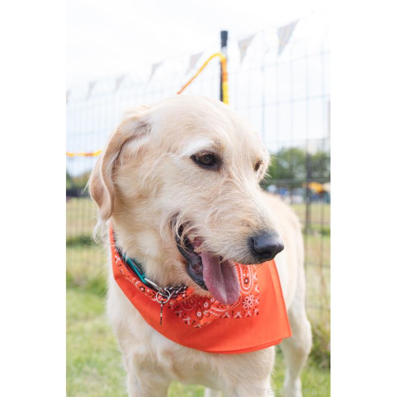 わらびちゃん1枚目