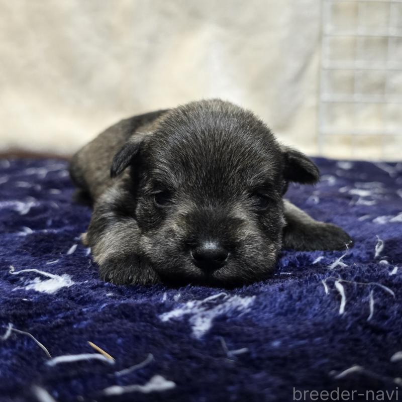 販売中の岡山県のミニチュアシュナウザー-427371の1枚目