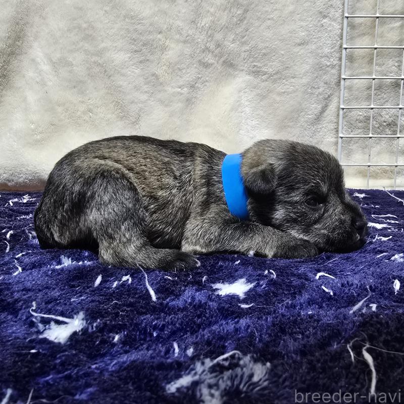 販売中の岡山県のミニチュアシュナウザー-427371の4枚目