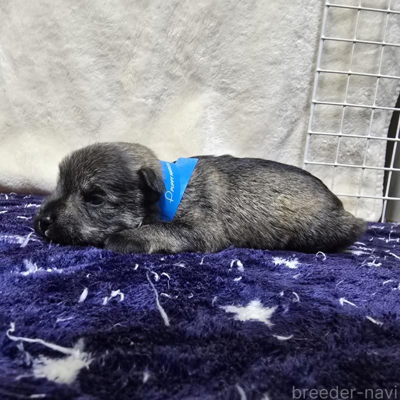 販売中の岡山県のミニチュアシュナウザー-427371の3枚目