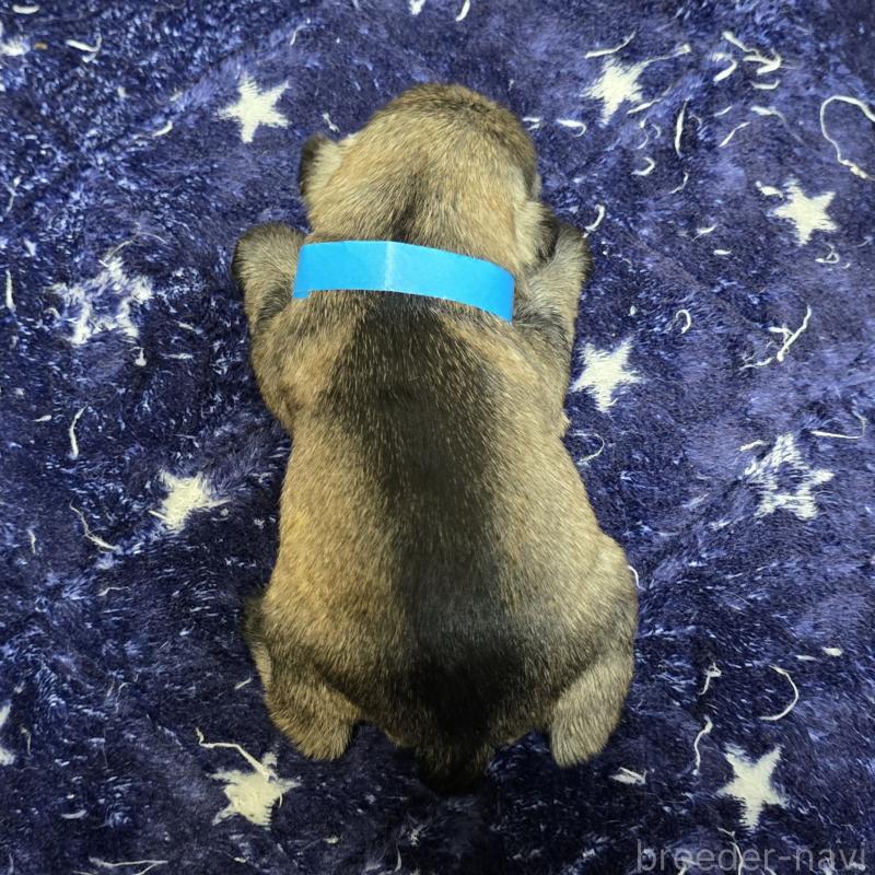 販売中の岡山県のミニチュアシュナウザー-427371の2枚目