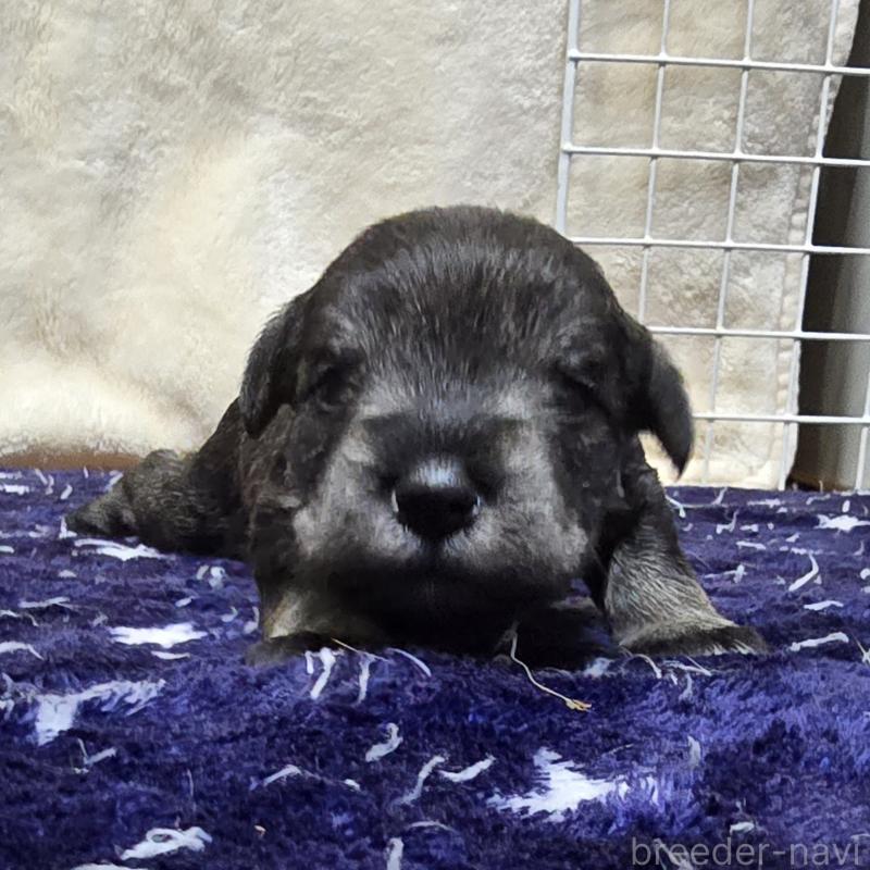 販売中の岡山県のミニチュアシュナウザー-427372の1枚目