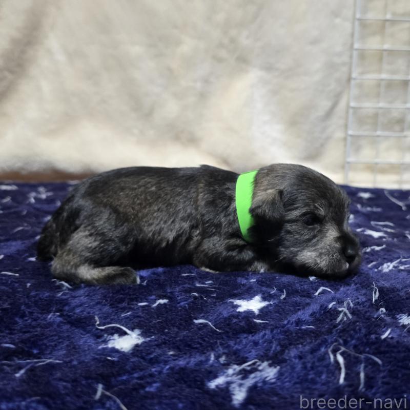 販売中の岡山県のミニチュアシュナウザー-427372の4枚目