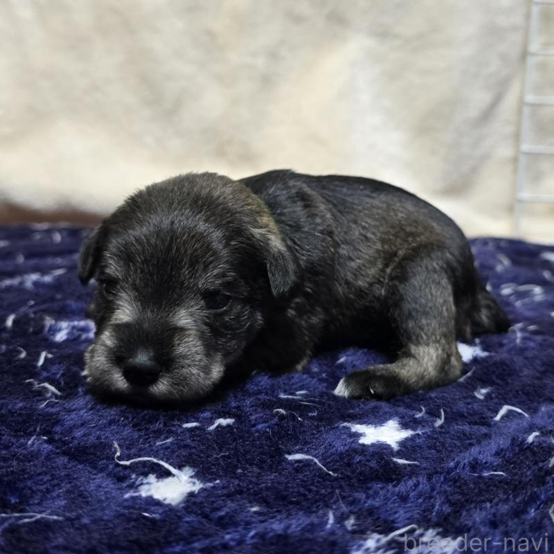 販売中の岡山県のミニチュアシュナウザー-427372の3枚目