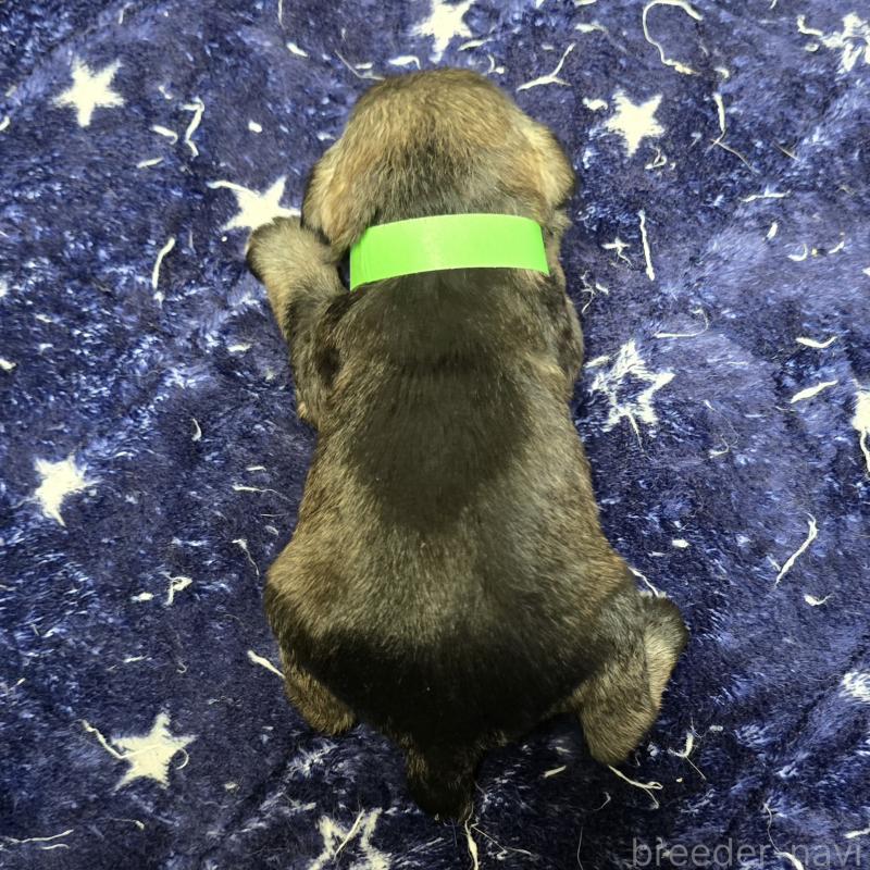 販売中の岡山県のミニチュアシュナウザー-427372の2枚目