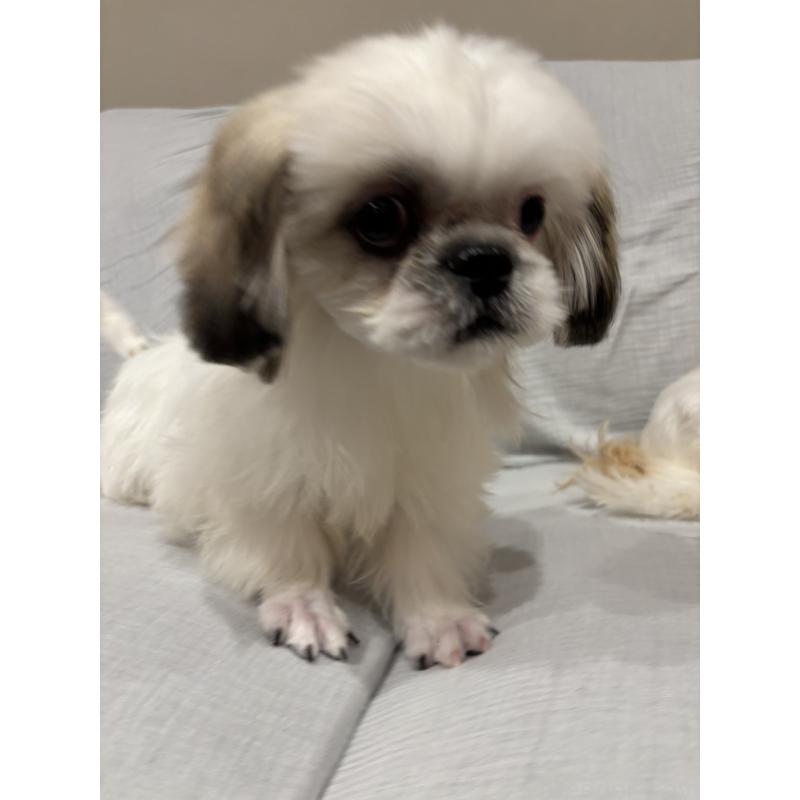 販売中の福岡県のミックス犬-427370の2枚目