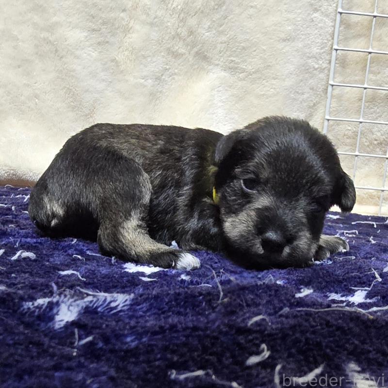 販売中の岡山県のミニチュアシュナウザー-427373の4枚目