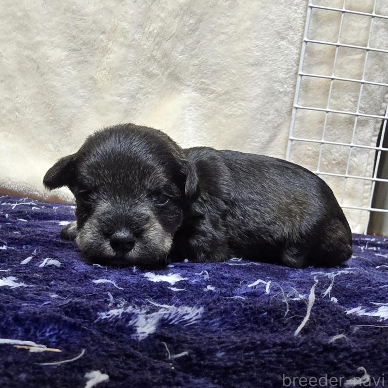 販売中の岡山県のミニチュアシュナウザー-427373の3枚目