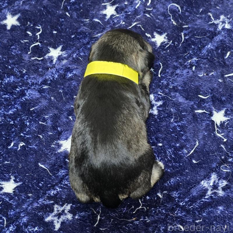 販売中の岡山県のミニチュアシュナウザー-427373の2枚目