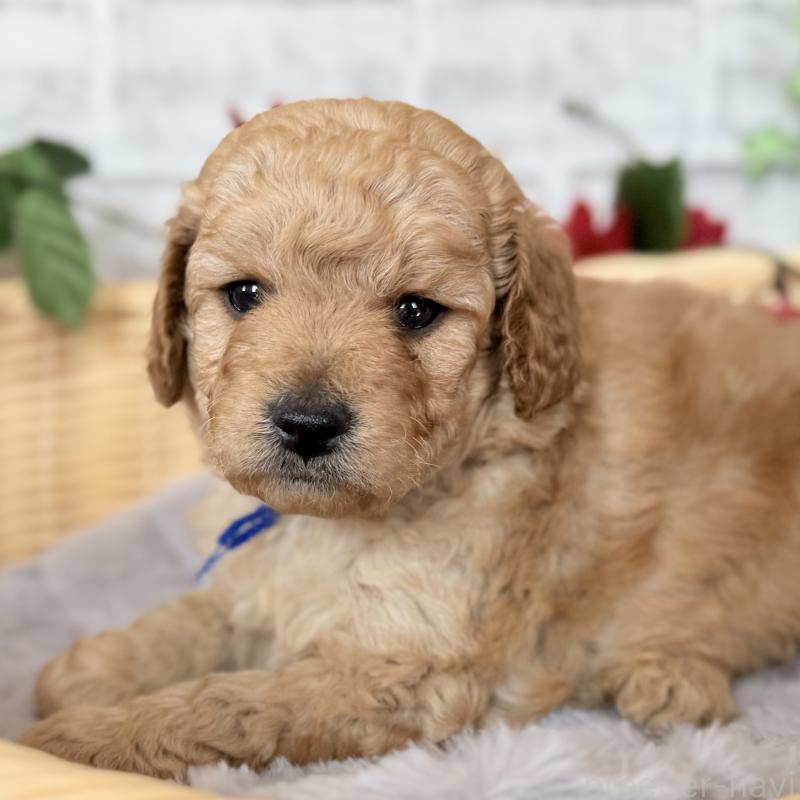 販売中の埼玉県のゴールデンドゥードル:ゴールデンレトリーバー×プードル-427376の1枚目