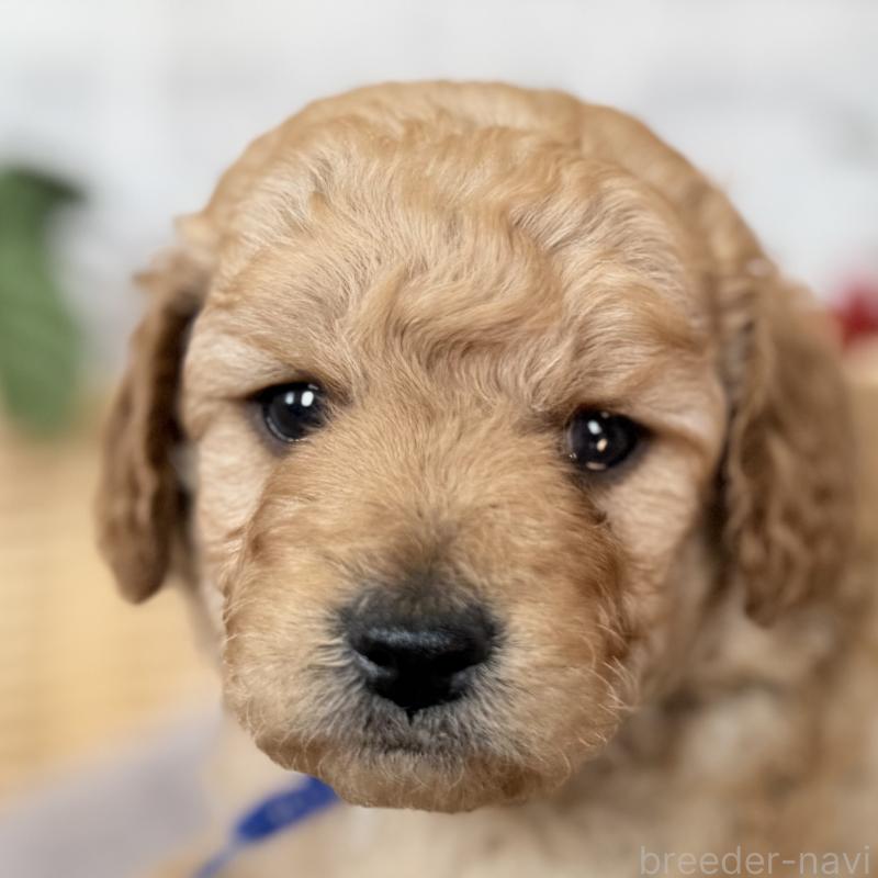 販売中の埼玉県のゴールデンドゥードル:ゴールデンレトリーバー×プードル-427376の10枚目
