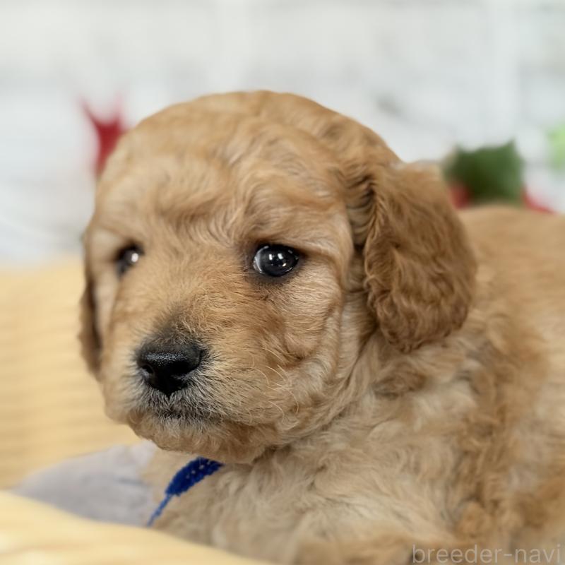 販売中の埼玉県のゴールデンドゥードル:ゴールデンレトリーバー×プードル-427376の9枚目