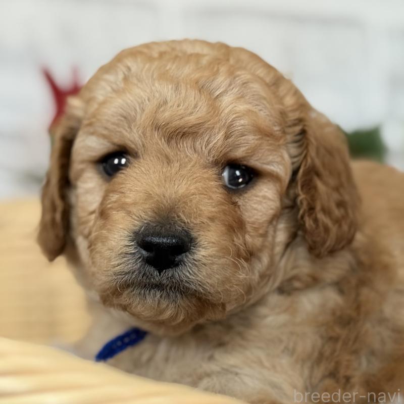 販売中の埼玉県のゴールデンドゥードル:ゴールデンレトリーバー×プードル-427376の8枚目
