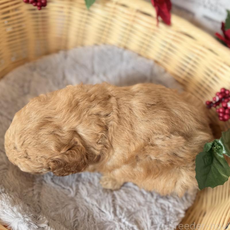 販売中の埼玉県のゴールデンドゥードル:ゴールデンレトリーバー×プードル-427376の7枚目