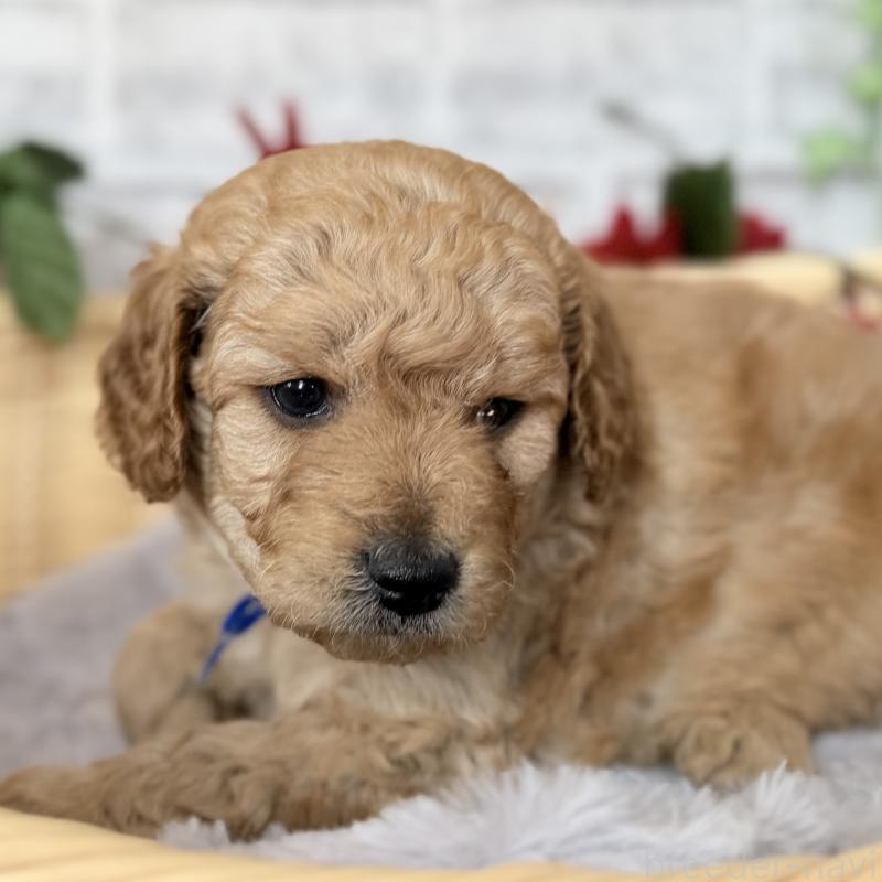 販売中の埼玉県のゴールデンドゥードル:ゴールデンレトリーバー×プードル-427376の6枚目