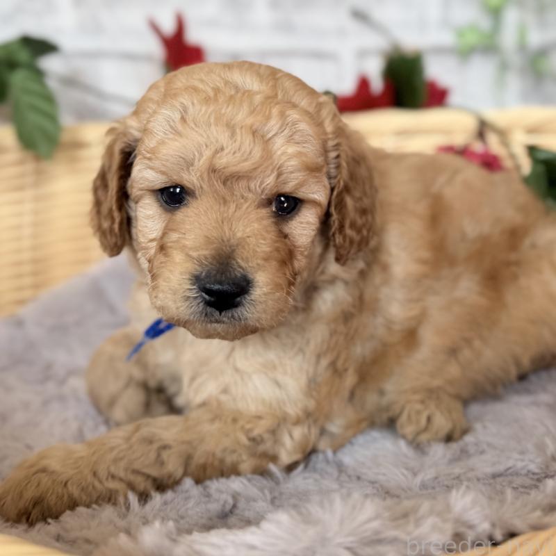 販売中の埼玉県のゴールデンドゥードル:ゴールデンレトリーバー×プードル-427376の5枚目