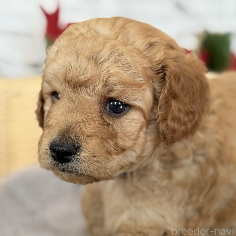 販売中の埼玉県のゴールデンドゥードル:ゴールデンレトリーバー×プードル-427376の4枚目