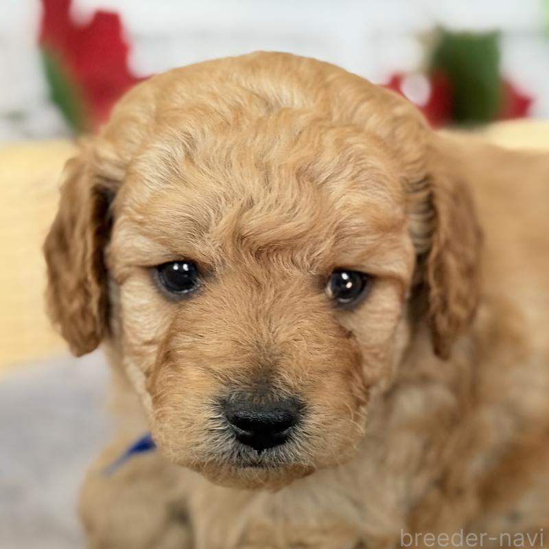 販売中の埼玉県のゴールデンドゥードル:ゴールデンレトリーバー×プードル-427376の3枚目