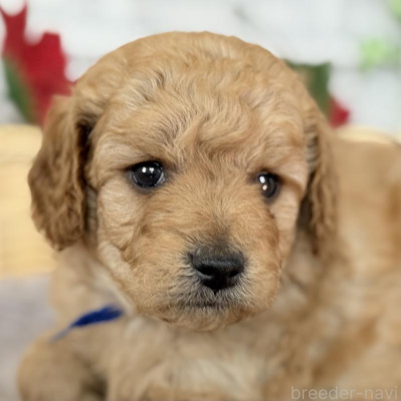 販売中の埼玉県のゴールデンドゥードル:ゴールデンレトリーバー×プードル-427376の2枚目