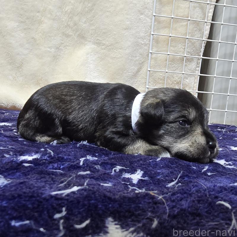 販売中の岡山県のミニチュアシュナウザー-427374の4枚目