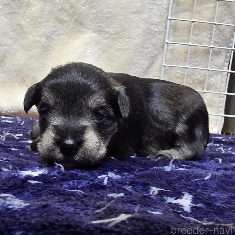 販売中の岡山県のミニチュアシュナウザー-427374の3枚目